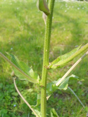 Crepis vesicaria / Radicchiella vescicosa
