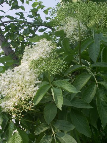 Sambucus nigra / Sambuco comune