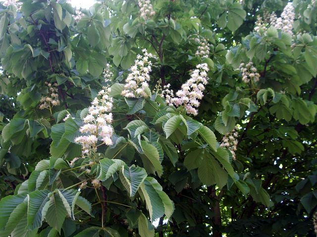 Aesculus hippocastanum / Ippocastano