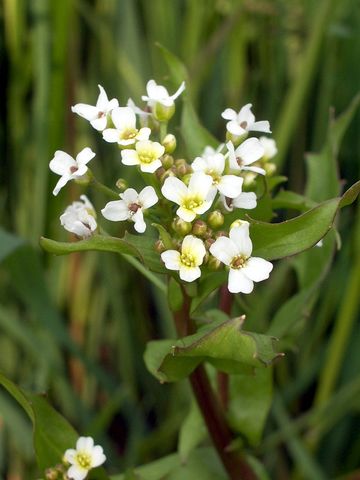 Calepina irregularis / Miagro rostellato