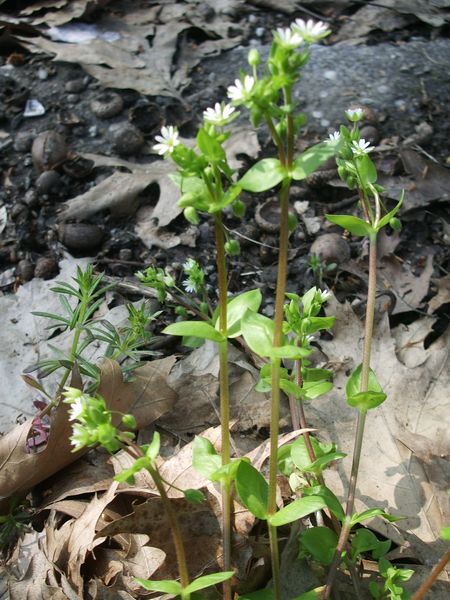 Stellaria media