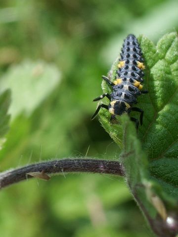 larva di una coccinella