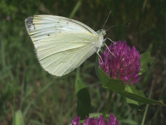 Tyta luctuosa e Pieris rapae