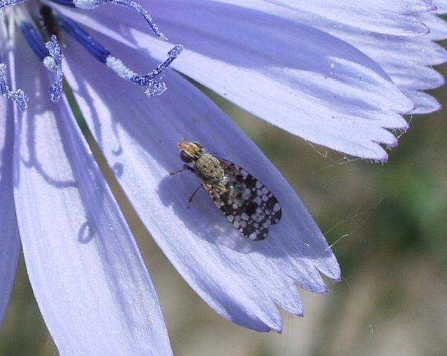 Dioxyna sp. e Cylindromyia sp.