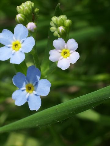 Piccoli fiorellini azzurri da identificare - Myosotis sp