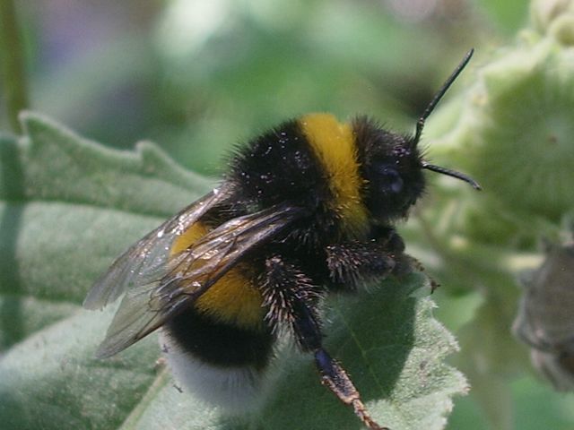 Bombus terrestris o lucorum