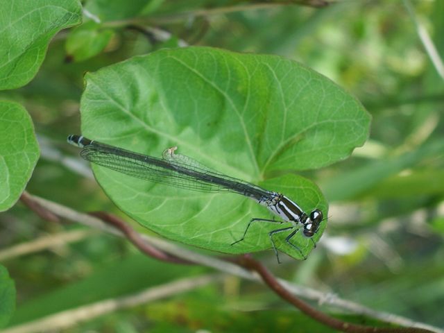 Platycnemis pennipes