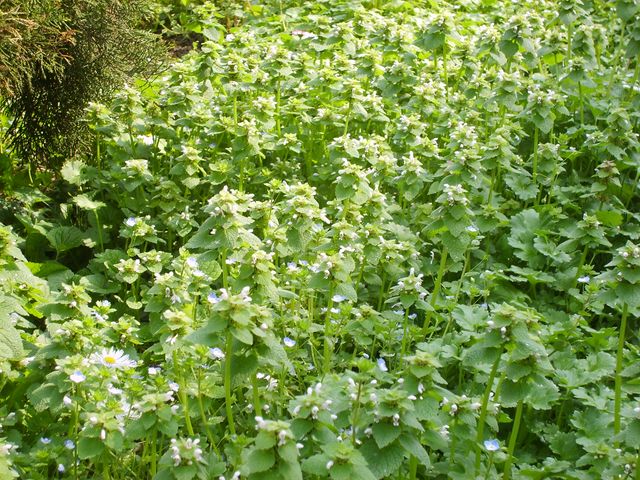 Lamium purpureum 