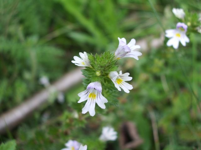 Euphrasia rostkoviana / Eufrasia officinale