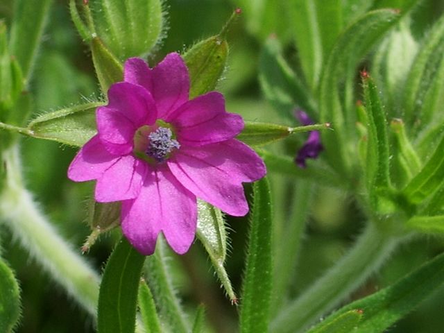 Geranium molle e Geranium dissectum