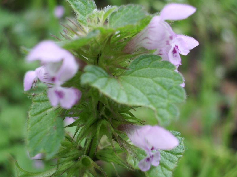 Lamium purpureum / Falsa ortica purpurea