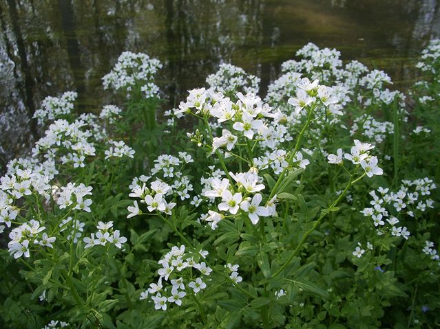 Cardamine amara /  Billeri amaro
