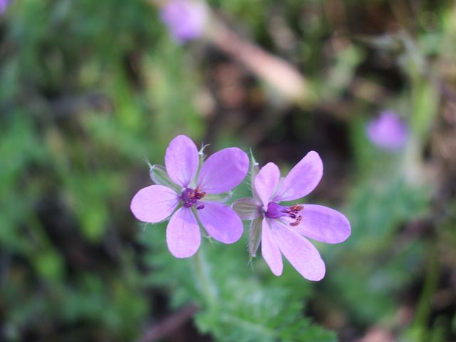 Erodium cicutarium
