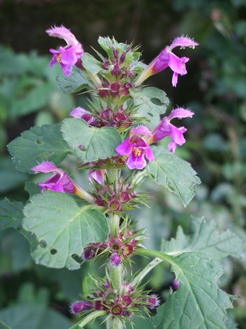 Conferma di una labiata - Galeopsis pubescens