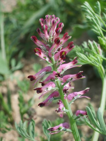 Fumaria officinalis / Fumaria comune