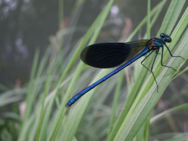 Calopteryx splendens e Libellula fulva (Odonata)