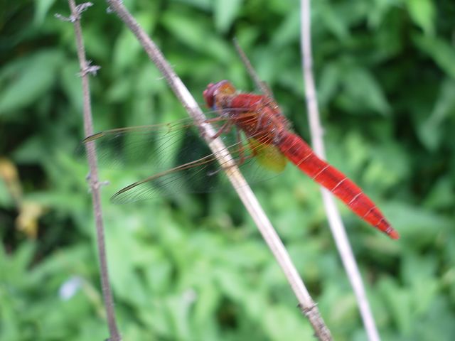 Calopteryx splendens e Crocothemis erythraea