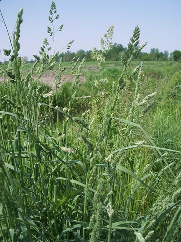 Dactylis glomerata / Erba mazzolina comune