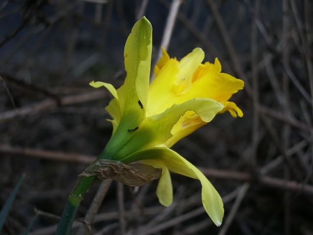 Narcissus spp. / Narciso (specie coltivata, naturalizzata)