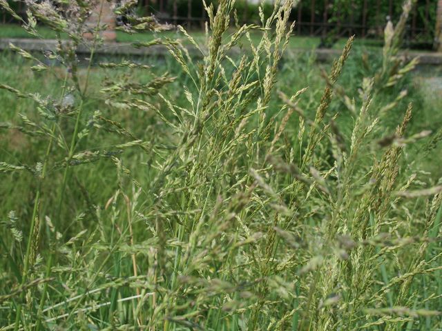 Graminaceae da determinare