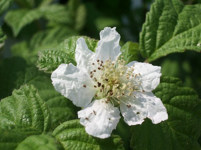 Fiori bianchi da identificare - Rubus