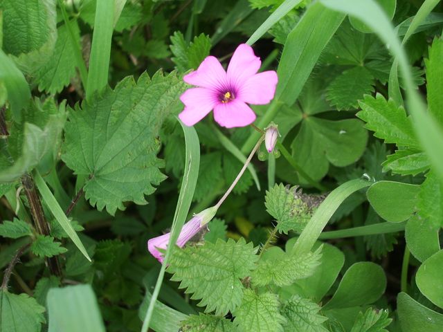 Oxalis articulata