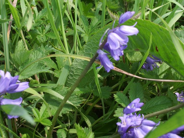 Hyacinthoides non-scripta