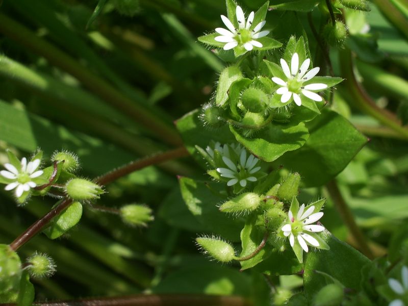 Stellaria media