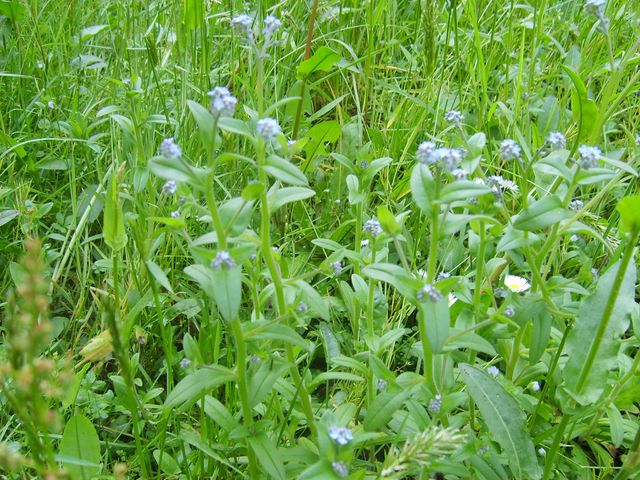 Fiorellini azzurri da determinare - Myosotis sp.