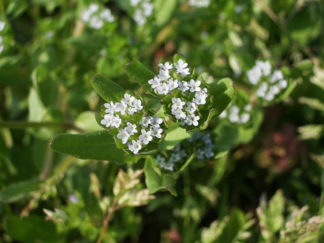 Valerianella sp