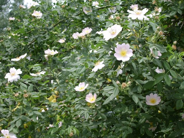Rosaceae da identificare - Rosa sp.