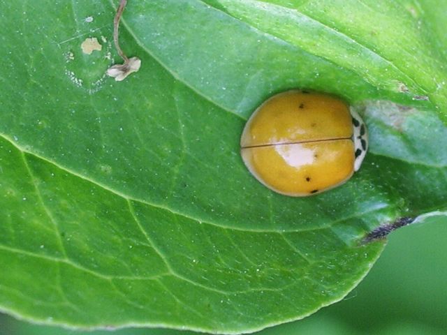 Harmonia axiridis ??