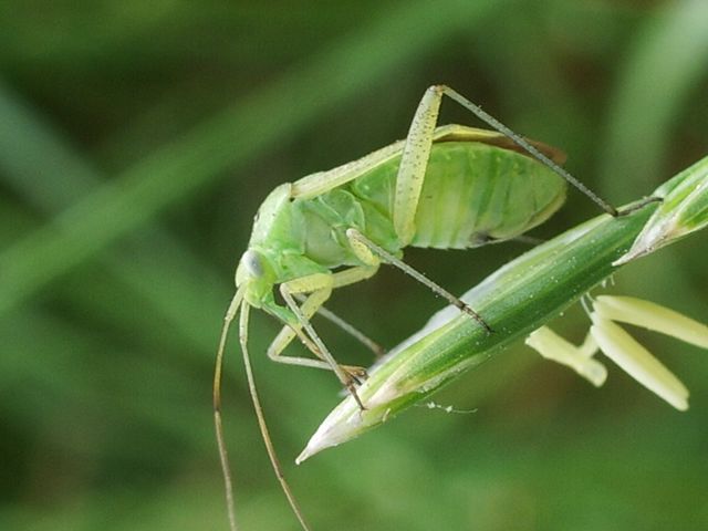 Cimice... norvegese, ma anche mediterranea