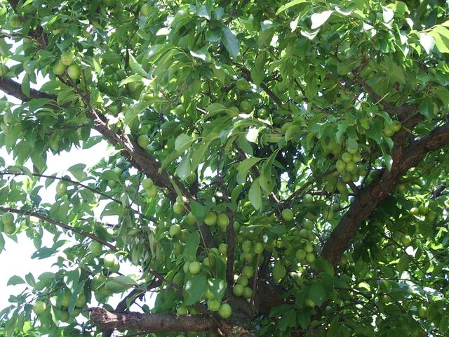 Prunus da determinare