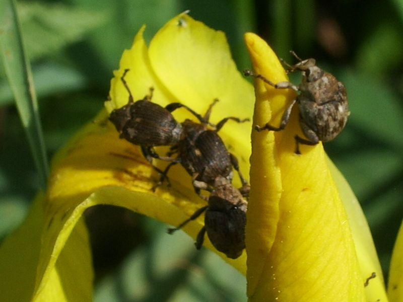 Curculionidae: Mononychus punctumalbum