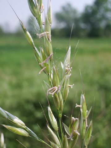 Arrhenatherum elatius / Avena altissima