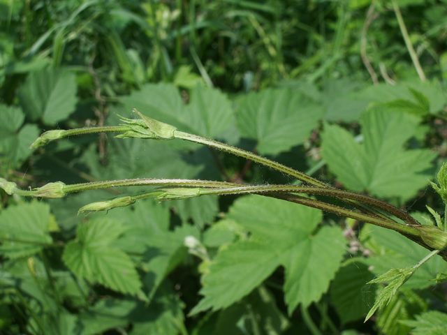 Humulus lupulus / Luppolo comune