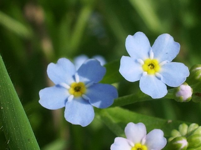 Piccoli fiorellini azzurri da identificare - Myosotis sp