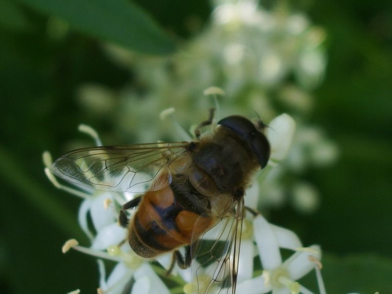 Un Rhopalidae (Heteroptera) e due Syrphidae (Diptera)