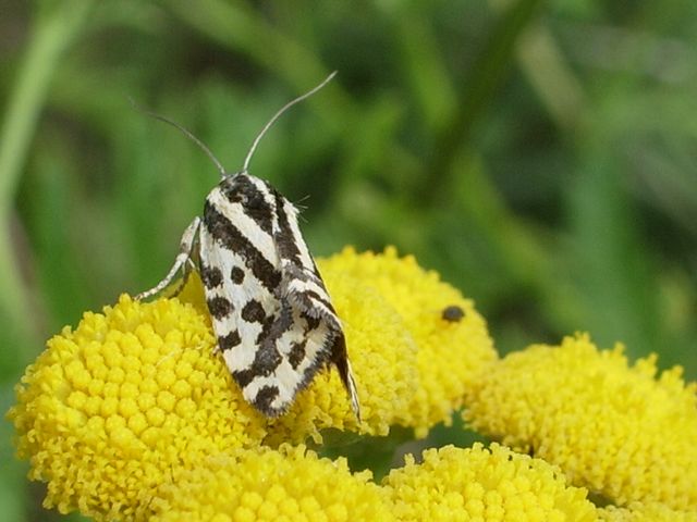 Emmelia trabealis