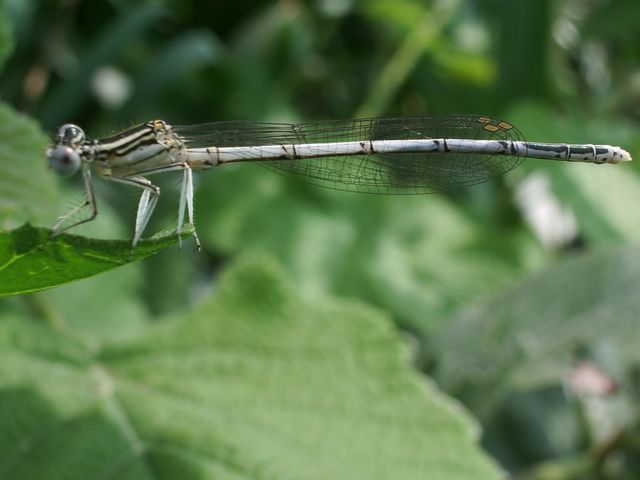 Platycnemis pennipes