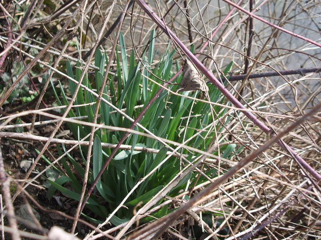 Fiori gialli: Narcisi (cultivar)