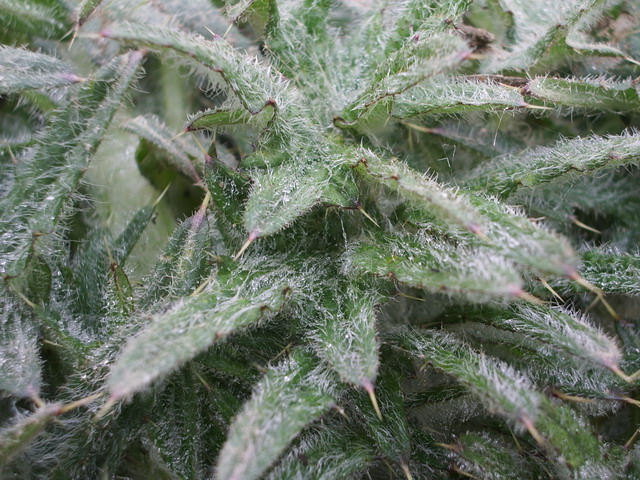 Piantina verde  da identificare: Carduus? Cirsium?
