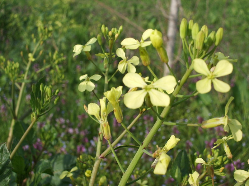 Cruciferae da identificare