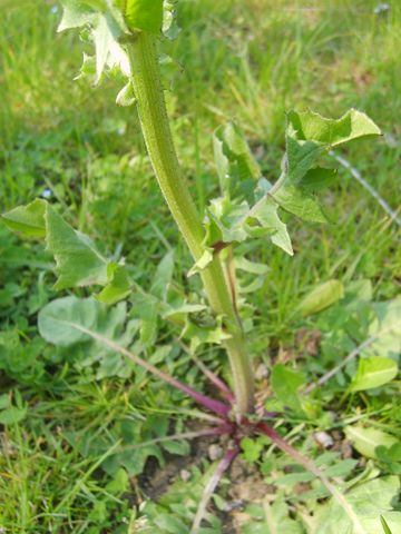 Crepis vesicaria / Radicchiella vescicosa