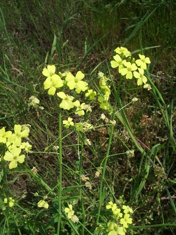 Bunias erucago