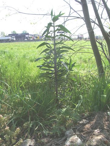 Euphorbia lathyris / Euforbia catapuzia