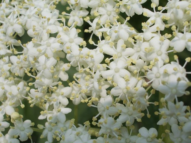 Sambucus nigra / Sambuco comune