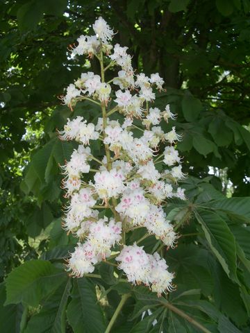 Aesculus hippocastanum / Ippocastano