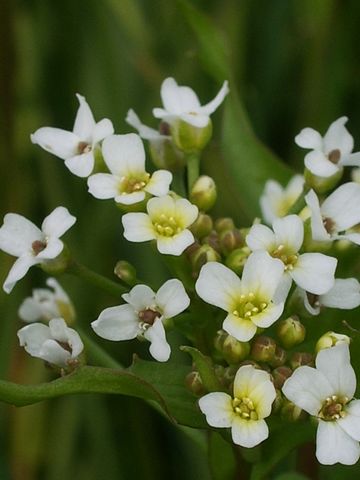 Calepina irregularis / Miagro rostellato